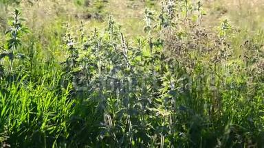 天母草属多年生草本植物
